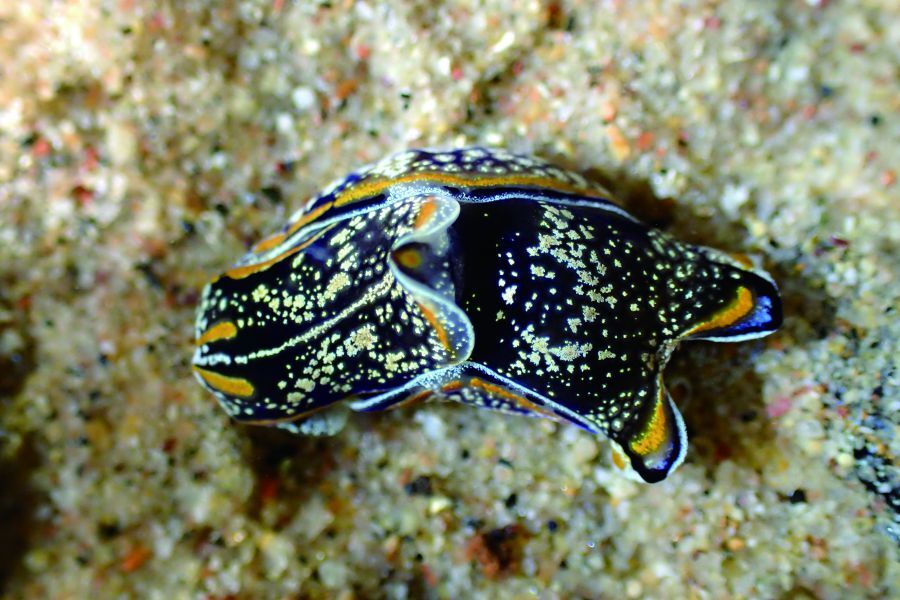 豔麗似海牛(Philinopsis speciosa)